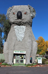 BIG Koala at Dadswell Bridge Victoria