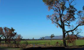 Paddock near Grampians has had early rain