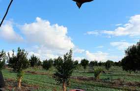 Orange World Citrus Tour