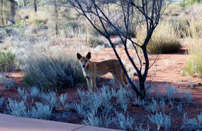 Dingo at the Uluru Cultural Centre