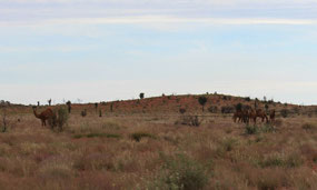 Wild camels on Lasseter Highway