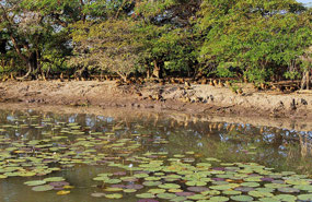 Ducks on the edge of the Billabong