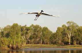 Jabiru in flight