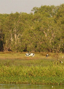 Jabiru's greeting each other