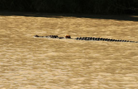 This BIG Croc has a tracker attached to him