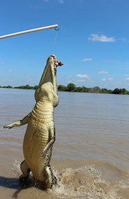Day 4..Adelaide River Jumping Crocodile Cruise