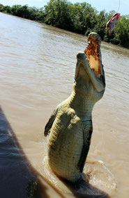 Day 4..Adelaide River Jumping Crocodile Cruise