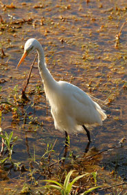 Day 1...Mamukala Wetlands Kakadu