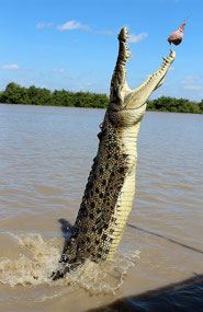 Day 4..Adelaide River Jumping Crocodile Cruise