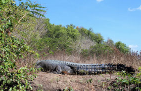 Day 4...BIG 80 year old croc was warming himself