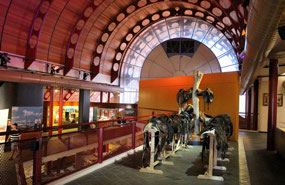 Huge display of horse saddles
