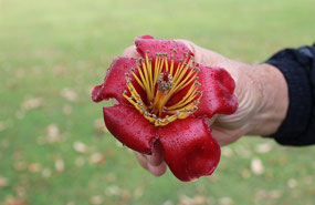 Flower of the tree in Morton Park Emerald