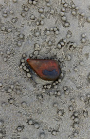 Busy sand crabs at Thornton Beach Cape Tribulation