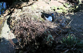 Black-necked Stork nesting at Port Douglas