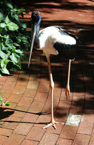 Black necked 'Story of Jabiru' at Port Douglas