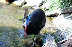 Cassowary at Port Douglas Wildlife Habitat