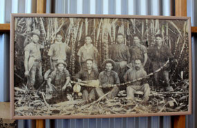 Photo of the early cane cutters in the museum