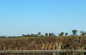 Burnt sugar cane near Home Hill