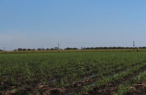 Irrigation flooding in Burdekin region