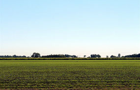 We think this is rice being grown Burdekin region