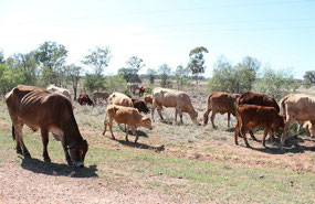 Cattle grazing on the 'Long Paddock' nr St George
