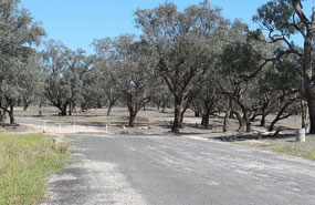 Our morning tea stop 50 kms west of Walgett