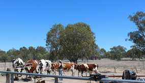 Worling the 'Bullock Team' whilst reciting poetry