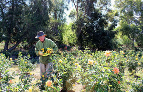 84 year old David Rushton cutting roses