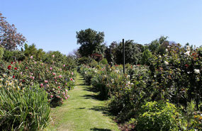 Rushton's National Rose Garden