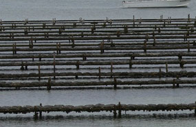 Oyster farming at Coffin Bay