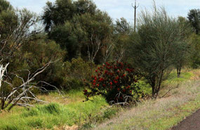 These bottle brush bushes were spectacular
