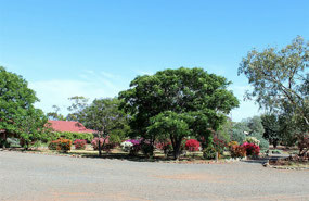 Bougainvillea at Fraser Sheep Station