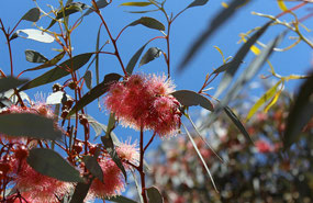 Couldn't resist a close up of the flowers