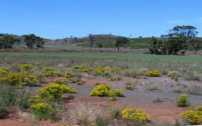 Lovely wildflowers at Fraser Sheep Station