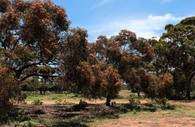 Red flowering gum trees at Norseman Golf Course