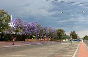 Jacaranda trees on Egan Street Kalgoorlie