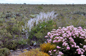 Wildflowers on Brand Highway