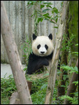 Giant Panda at Panda Breeding Research Center