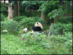 Its always meal time for the pandas!