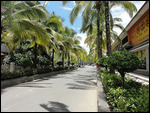 Tree lined main street
