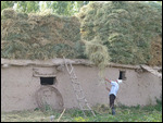 Piling bales of hay for winter