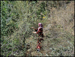 Woman picking fruits