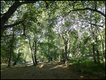 Walnut grove
