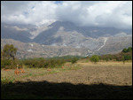 Potato farming