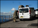 Fearless Barbary Apes 