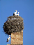 Stork nest on ramparts of Baadi Palace
