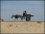 Donkey cart near the railway line