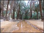A cool stream runs through the middle of the oasis