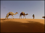 Setting out on a camel trek