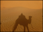 Atop a camel in the Sahara